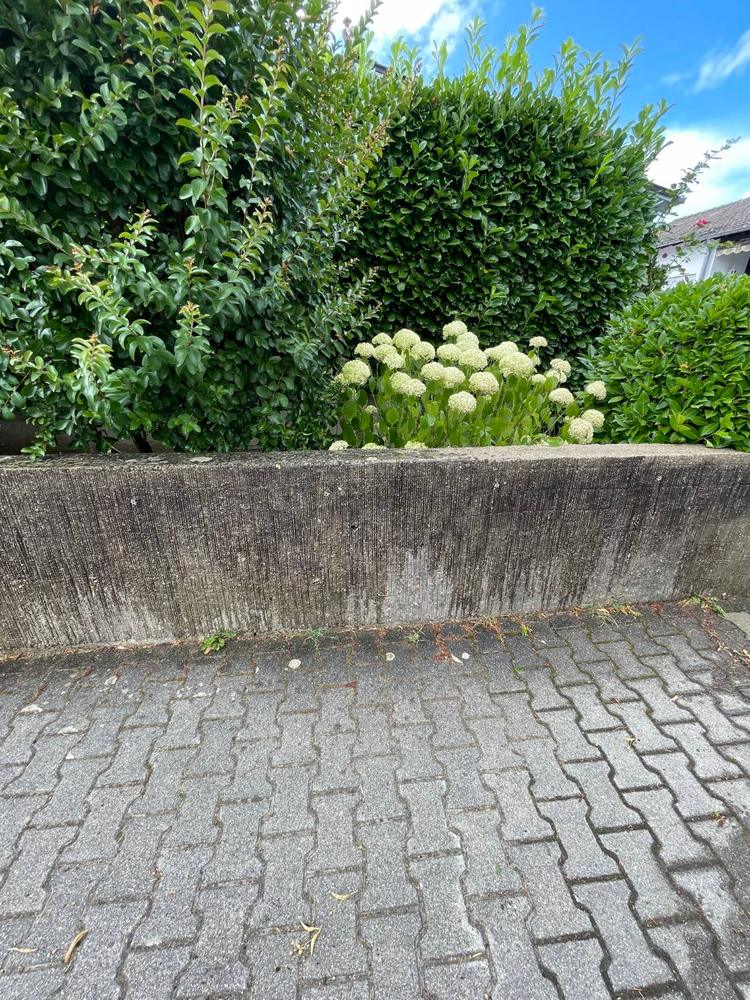 Betonmauer vor einer Hecke, grau, fleckig und mit dunklen Schlieren