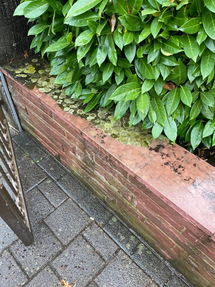 Mauer aus rotem Sandstein, auf der Abdeckung vorne bereits gereinigt, hinten noch Flechten und Moos